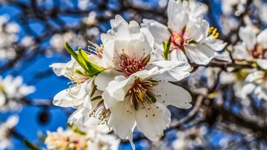 Fra blomst til nød: Alt, du skal vide om mandeltræets livscyklus