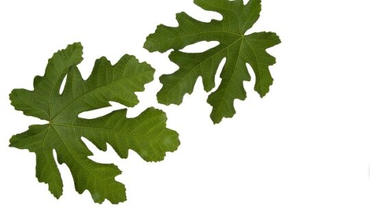 De helbredende egenskaber ved figenblade