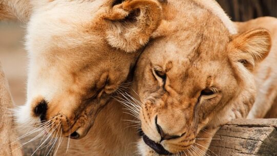 Løvefødder i fare: Trusler mod løvebestanden og deres levesteder