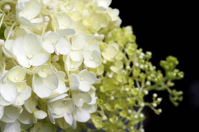 Hydrangea in Japanese Culture: A Symbol of Grace and Beauty