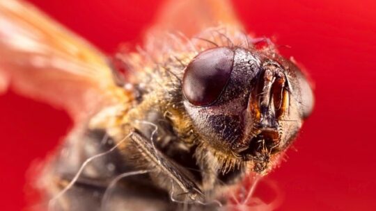 Salmiakspiritus: Den naturlige løsning til at bekæmpe skadedyr og uønsket lugt