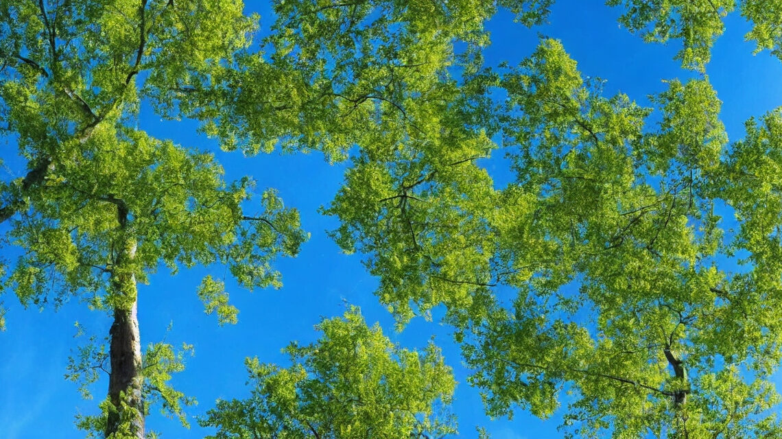 Poppeltræet som klimahelt: Sådan hjælper det med at bekæmpe klimaforandringer